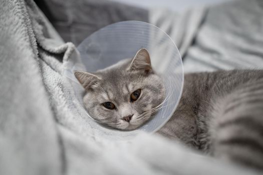 Domestic gray British Shorthair cat with orange eyes in a protective collar at home on the couch after surgery. The topic is medicine and the protection of pets. The cat is resting after castration.