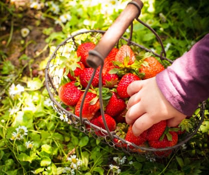 Fresh farm strawberries in a basket on the lawn and kid's hand