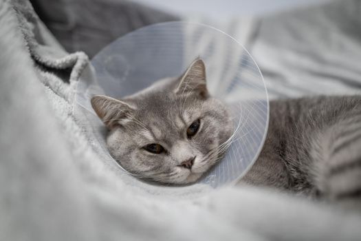 Sick gray Scottish Straight breed cat wearing pet medical collar cone Elizabethan collar to avoid licking at house. British cat after surgery at home on couch wearing protective plastic cone on head.