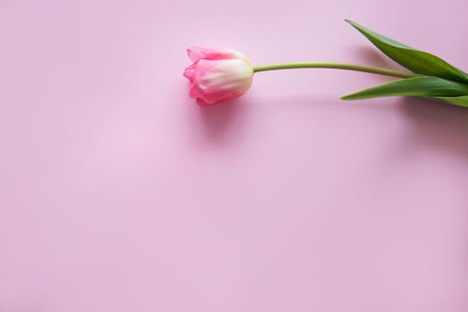Pink Tulip flower are arranged on a pink background. The view from the top, flat bed. The concept of minimalism. Empty space for the text. Spring concept. Women's day. Mother's day.