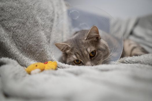 Gray Scottish straight-eared cat in a platsik veterinary collar after surgery lies sad at home on the couch. Exhausted British breed cat with vet Elizabethan collar to prevent licking wounds at home.