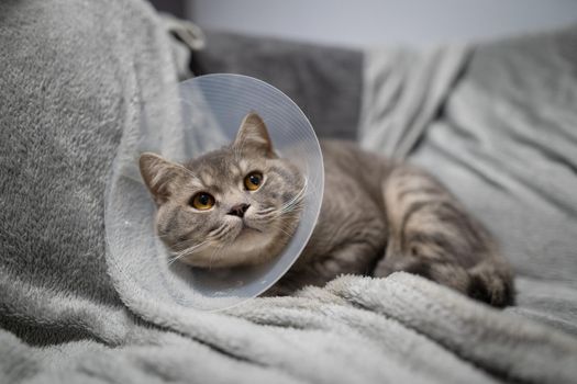 Gray Scottish straight-eared cat in a platsik veterinary collar after surgery lies sad at home on the couch. Exhausted British breed cat with vet Elizabethan collar to prevent licking wounds at home.