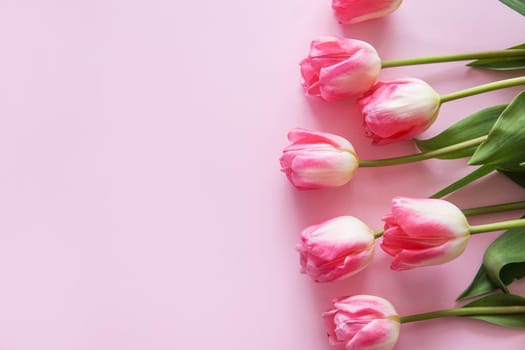 Pink Tulip flowers are arranged on a pink background. The view from the top, flat lay. Empty space for the text. Spring concept. Women's day. Mother's day.