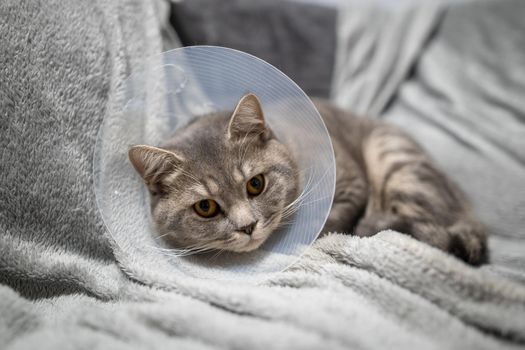 Tired cat gray Scottish Straight breed resting with veterinairy cone after surgery at home on the couch. Animal healthcare concept. After surgery cat's recovery in or E-Collar. Elizabethan Collar.