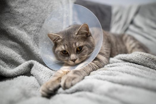 Tired cat gray Scottish Straight breed resting with veterinairy cone after surgery at home on the couch. Animal healthcare concept. After surgery cat's recovery in or E-Collar. Elizabethan Collar.