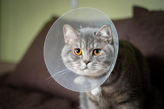 Sick gray Scottish Straight breed cat wearing pet medical collar cone Elizabethan collar to avoid licking at house. British cat after surgery at home on couch wearing protective plastic cone on head.