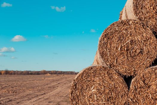 Huge straw pile of Hay roll bales on among harvested field against a blue sky.