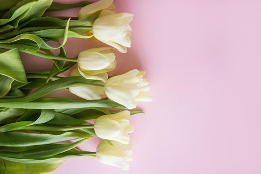 Yellow Tulip flowers are arranged on a pink background. The view from the top, flat lay. Empty space for the text. Spring concept. Women's day. Mother's day.
