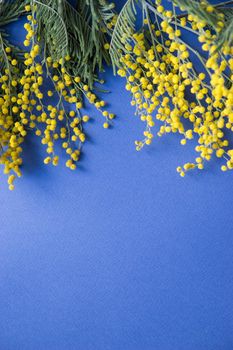 Spring concert. Mimosa on a blue background. Mimosa close-up. Happy spring. Space for text.