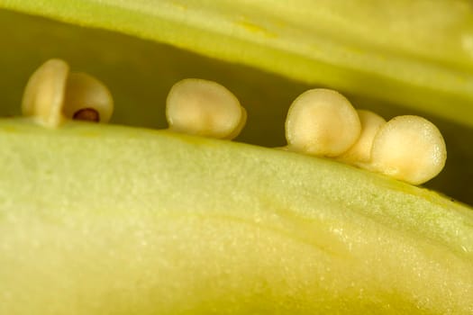 Seeds of light-green sweet pepper. Extra closeup.