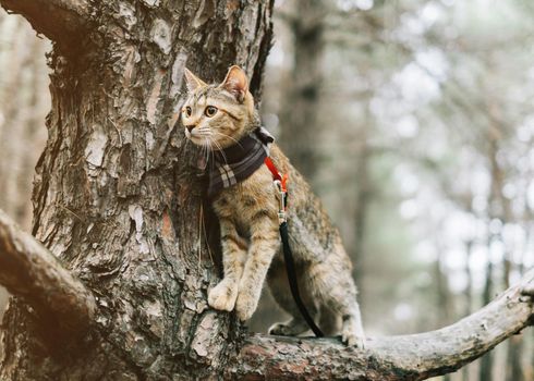 Traveler explorer cute cat on a leash walking on tree outdoor.