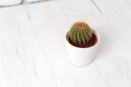 Round cactus in white pot on white wooden table, close up