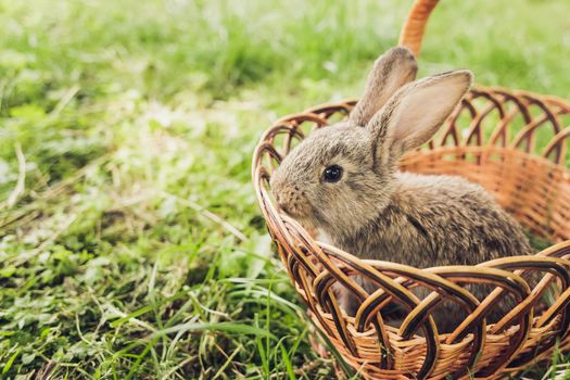 Grey baby rabbit in grass. Easter festive background. Space for text, copy space