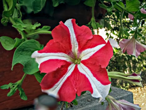 Close up image of red and white isolated Petunia flower blossoming .
