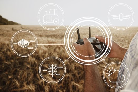 Man farmer standing in wheat field and controlling drone close up. Technologies in agriculture concept