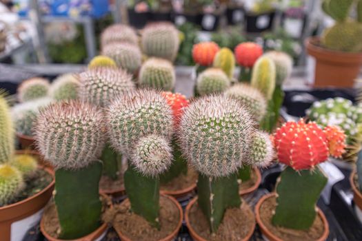 colorful cacti on the shelves of stores close-up. High quality photo