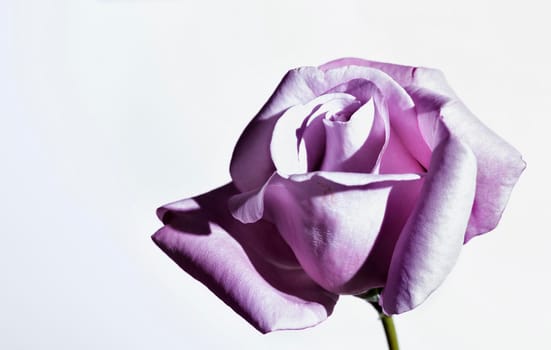 Detail of pink rose in bloom against white background