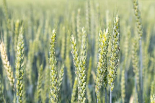 wheat ears close up on a field as a background. High quality photo