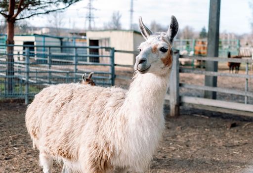 an alpaca resembling a llama from South America is in its pen on a farm. The animal is looking at the camera