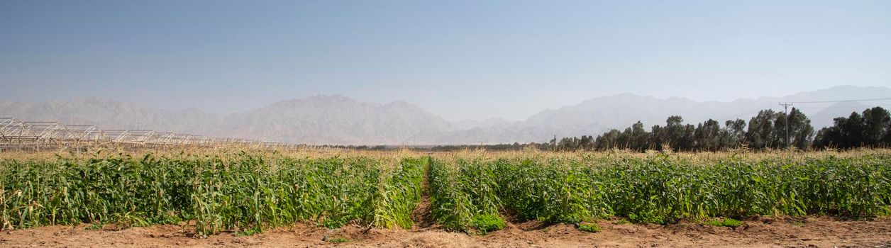 Panorama View of corn Plantation Maize agriculture, Green landscaping with copy space. High quality photo