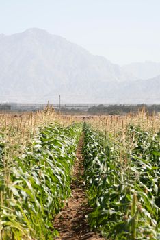 Corn Plantation Maize agriculture, Green landscaping with copy space. High quality photo