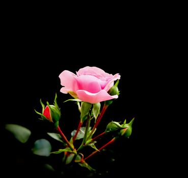 Delicate pink rose with buds isolated on black background. Perfect for greeting cards for birthday, Valentine's Day and Mother's Day