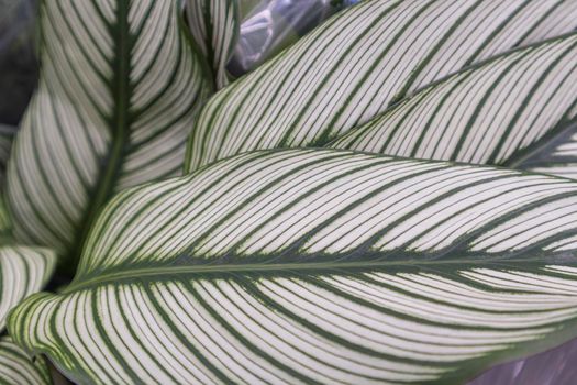 leaves of flowers of plants close-up as a background. High quality photo