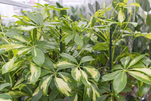 leaves of flowers of plants close-up as a background. High quality photo