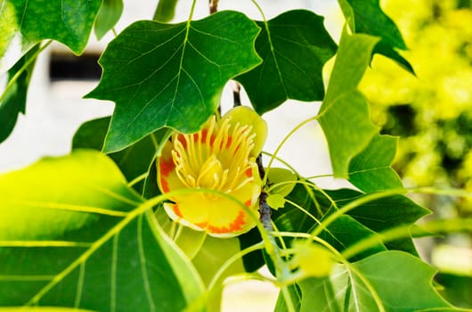 Detail of tulip tree -liriodendron or yellow poplar - with yellow -orange flower