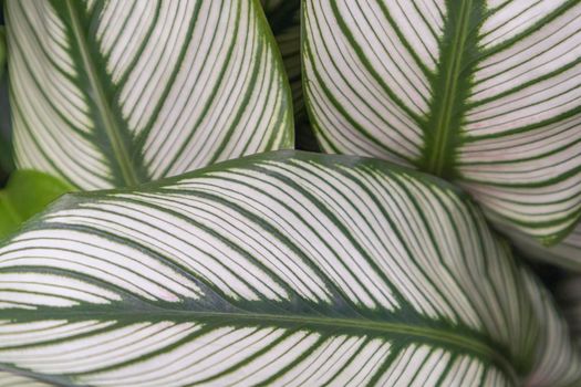 leaves of flowers of plants close-up as a background. High quality photo