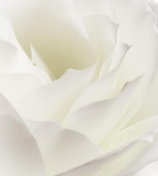 Abstract floral background, white rose flower petals. Macro flowers backdrop for holiday design. Soft focus.