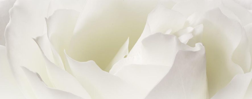 Abstract floral background, white rose flower petals. Macro flowers backdrop for holiday design. Soft focus.