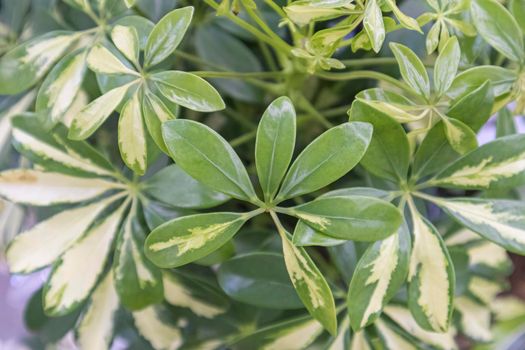 leaves of flowers of plants close-up as a background. High quality photo