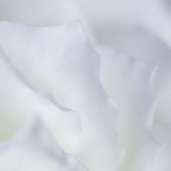 Abstract floral background, white rose flower petals. Macro flowers backdrop for holiday design. Soft focus.