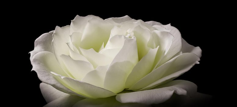 Beautiful white rose isolated on black background. Ideal for greeting cards for wedding, birthday, Valentine's Day, Mother's Day