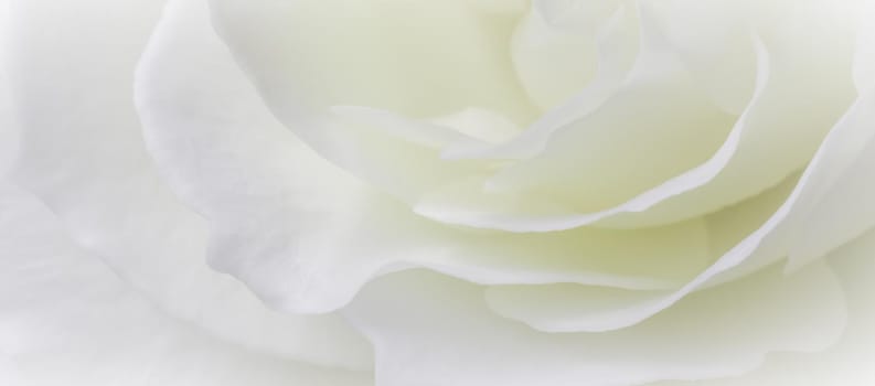 Abstract floral background, white rose flower petals. Macro flowers backdrop for holiday design. Soft focus.