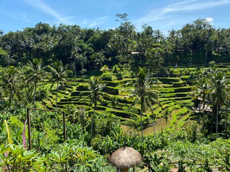 Spectacular rice fields in narrow walley, to north of Ubu