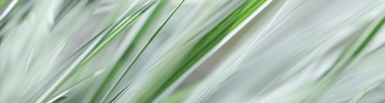 Decorative green and white striped grass. Arrhenatherum elatius bulbosum variegatum. Soft focus. Natural background.