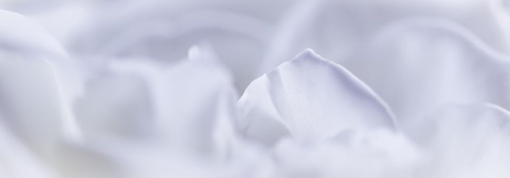 Abstract floral background, white rose flower petals. Macro flowers backdrop for holiday design. Soft focus.