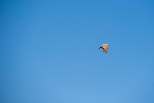 Crested Lark, Galerida Cristata, flying in the blue sky. High quality photo