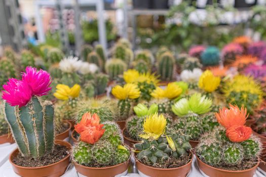 colorful cacti on the shelves of stores close-up. High quality photo