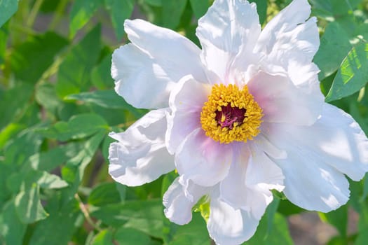 a blooming peony flower on a beautiful background. High quality photo