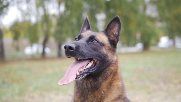 Happy trained german shepherd dog portrait shot. Green field background