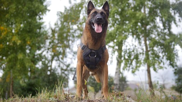 A smiling trained german shepherd dog on a green field staying close to the camera