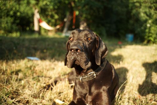 large purebred black dog outdoors in the field pets. High quality photo