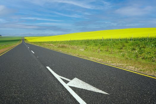 Road running through bright yellow and green landscape