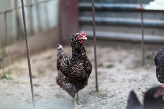 Portrait of chicken in crowded barn, small depth of field