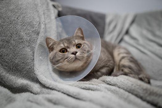 Gray Scottish straight-eared cat in a platsik veterinary collar after surgery lies sad at home on the couch. Exhausted British breed cat with vet Elizabethan collar to prevent licking wounds at home.