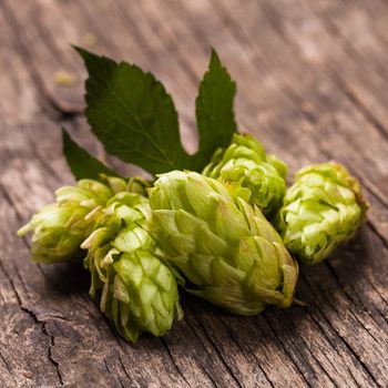 Hops with green leaf on a wooden background