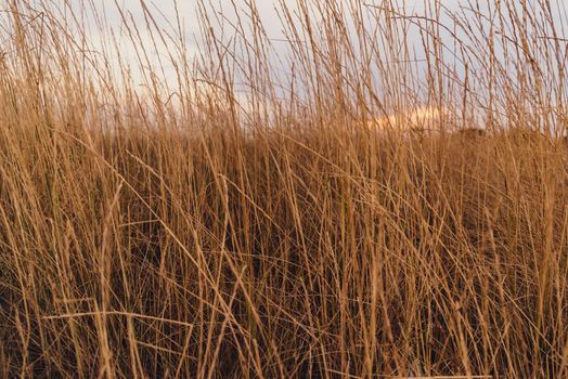 Nature background. High yellow dry grass at sunset